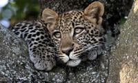 Leopard cub goes missing from sanctuary amid oversight concern