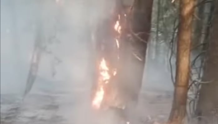 The image shows a tree on fire in the Brikot-Sheringal Forest Division of Upper Dir.  — Facebook@Barikot Kohistan Media Center/Screengrab