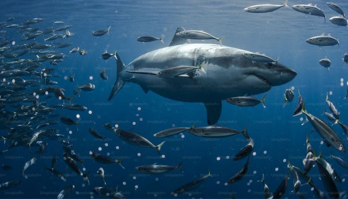 This representational picture shows a shark surrounded by fish under the sea. — Unsplash/File