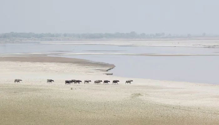 A herd travels to cool off in the River Indus, Hyderabad on March 18, 2017. — Reuters
