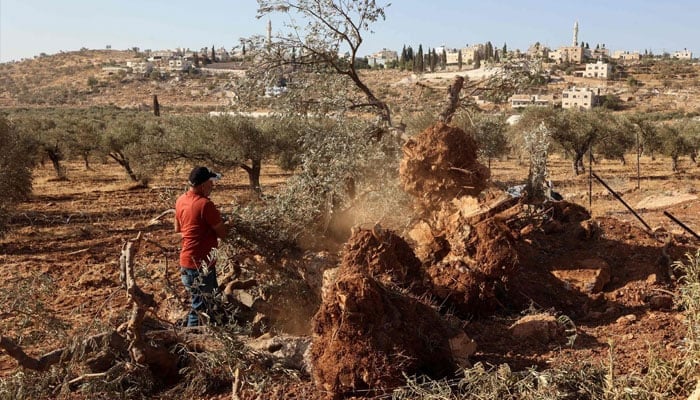 A Palestinian man inspects olive trees reportedly uprooted by Israeli soldiers with a bulldozer in the occupied West Bank village of Al-Mughayyir, north of Ramallah, on August 24, 2025.— AFP