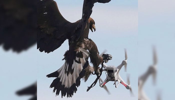 This representational image shows an eagle seizing a drone in mid-air. — Instagram@arrsociety/File
