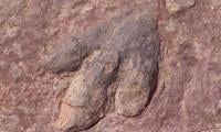 ‘Immense’ Collection Of Dinosaur Footprints Found In Italy
