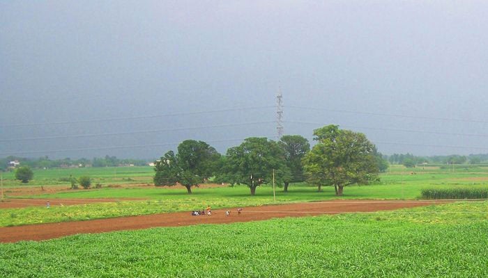 Representational image of agriculture land.—AFP/File