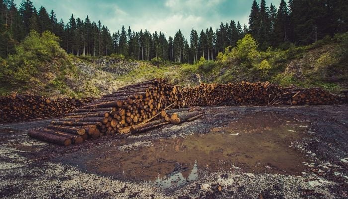 This representational image shows a large number of logs stacked on the ground. — Unsplash/File