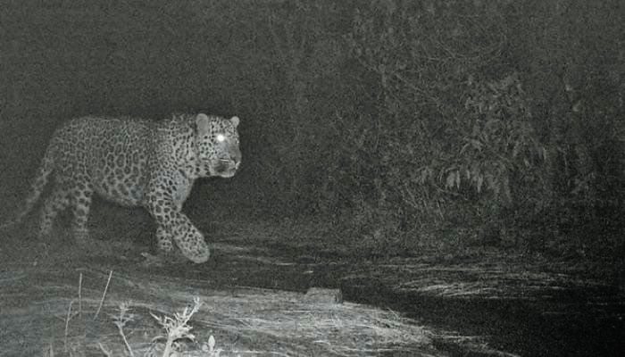 This representational image shows a leopard spotted on camera at Margalla Hills National Park in Islamabad. — iwmb.gov.pk/File