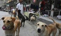 KP Records Over 87,000 Dog Bite Cases This Year