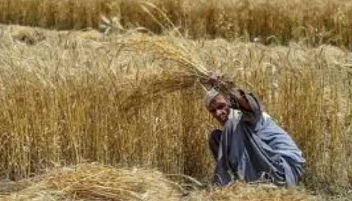 A farmer harvests wheat crops in a field. — AFP/File