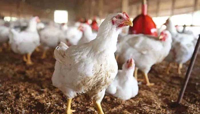 Representational image showing chickens at a poultry farm. — AFP/File