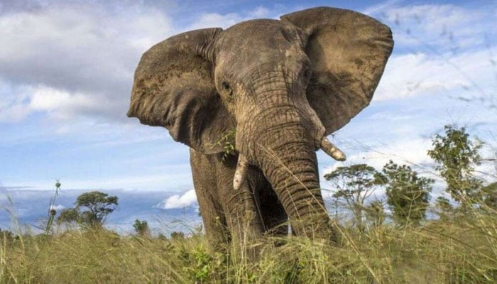 The image shows an elephant. —AFP/File