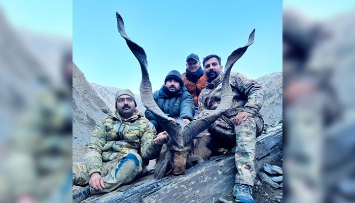This image shows a Kashmir markhor hunted by a US national in the Toshi Shasha Community-Managed Game Reserve in Chitral on January 13, 2025. — Facebook@Chitral Wildlife Division