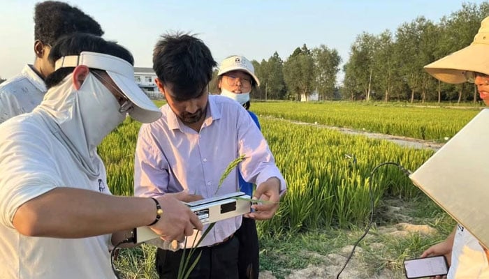 This image shows Pakistani and Chinese agricultural researchers experimenting in a field image released on January 15, 2025. — INP