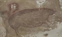 World’s Oldest Cave Art Discovered In Indonesia