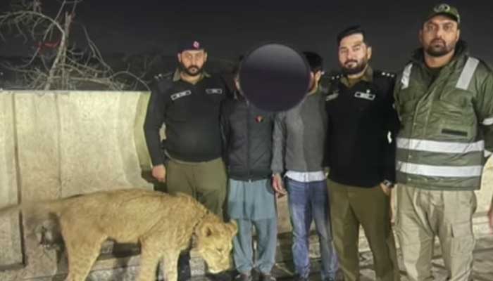 Police arrest suspects for keeping pet lioness without possessing licence after big cat mauls eight-year-old girl in Lahores Bhekewal Pind area on January 21, 2026. — Screengrab via Geo News