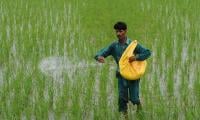 Sindh To Start Urea Subsidy For Wheat Farmers