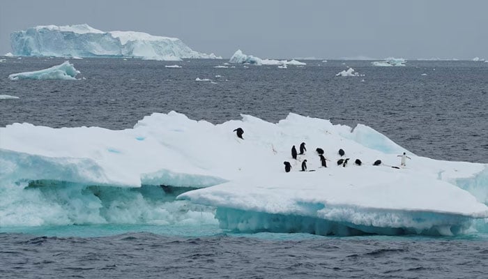 Penguins are seen on an iceberg as scientists investigate the impact of climate change on Antarcticas penguin colonies, on the northern side of the Antarctic peninsula, Antarctica, January 15, 2022. Picture taken January 15, 2022. — Reuters