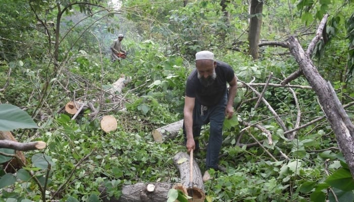 The representational image shows labourers busy in cutting pollen trees from Shakarparian area to eradicate Pollen allergy from Islamabad, August 23, 2025. — Online