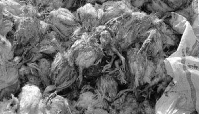 The image shows a glimpse from dead chickens. — Facebook@PunjabFoodAuthority