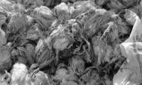 25 Maund Dead Chickens Destroyed