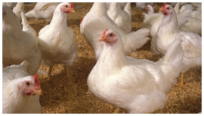 Representational image of chickens at a poultry farm. —TheNews/File