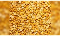 Pulses And Food Insecurity