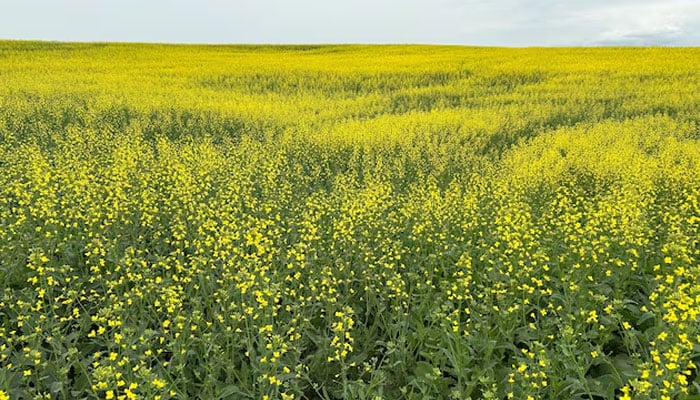 Canola crops grow at a farm in Saskatoon, Saskatchewan, Canada, July 14, 2025.—Reuters