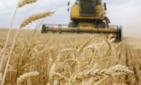 Early heatwave threatens wheat yields