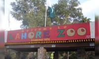 Breeding of rare exotic parrots begins at Lahore Zoo