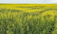 China Lowers Anti-dumping Duties On Canadian Rapeseed