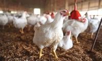 Bird Flu Detections In Birds Are Declining In Europe