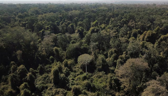 An aerial view shows a tree in the middle of degraded forest on the border between Amazonia and Cerrado in Nova Xavantina, Mato Grosso state, Brazil July 28, 2021. Picture taken July 28, 2021 with a drone. — Reuters