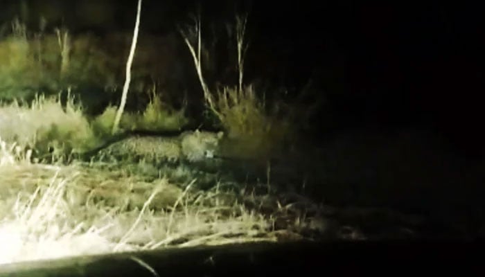 This screengrab taken on December 25, 2025, shows a leopard. — Facebook@IWMBMHNP