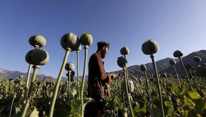 A man works in a poppy field. — Reuters/File