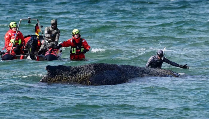 Divers and helpers try to rescue a stranded humpback whale on March 26, 2026 before it managed overnight to swim into deeper waters. — AFP