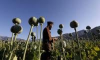 Opium Crops Destroyed In Lower Mohmand
