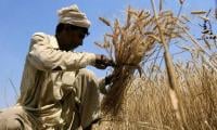 Wheat Prices Surge Ahead Of Harvest In Punjab