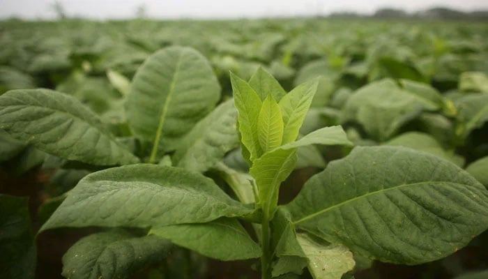 The image shows crop of the tobacco plants. — Reuters/File