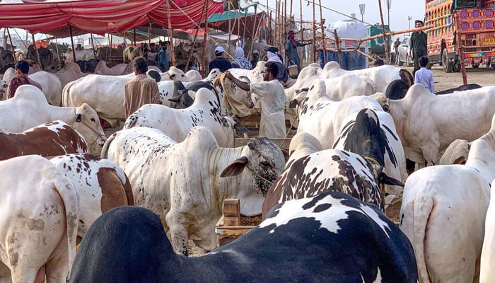Livestock vendors display their cattle for sell at Bhatta Chowk, as the market gears up for the upcoming Eid al-Adha celebrations in Rawalpindi on May 26, 2025. — APP