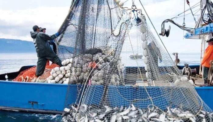 This image depicts a commercial fishing vessel conducting a large-scale catch, likely using a trawl net to harvest a substantial volume of fish. — The News/File