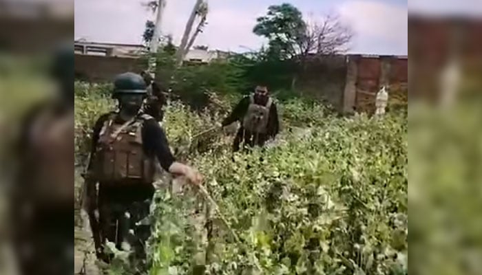 Police personnel are destroying the poppy crop in Bannu on March 29, 2026. — Screengrab via Facebook@BannuPoliceKPK