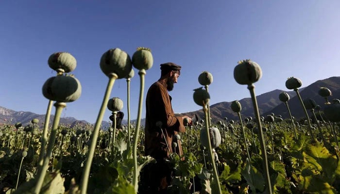 A man works on a poppy field. — Reuters/File