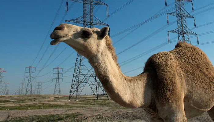 A representationalimage of a camel.—Reuters/File
