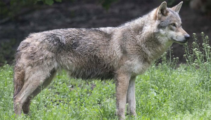 A wolf can be seen. —AFP/File