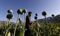 Poppy Crop Destroyed In Swabi