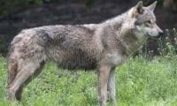 Wolf Bites Woman In Germany In First Attack For Decades