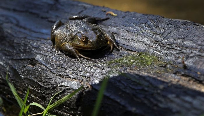 A representational image of a frog. — Reuters/File