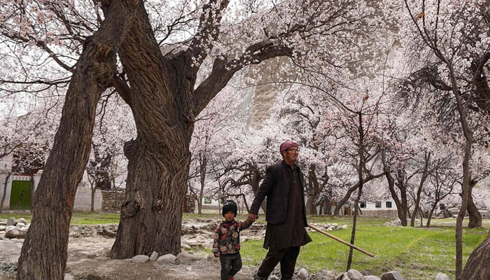 A man with a child walks past apricot blossom trees at Ghanche district in Gilgit-Baltistan region on March 30, 2026. — AFP