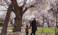 Pakistan’s Blossom Season Brings Calm In A Troubled World