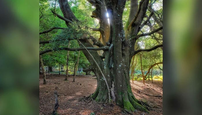 This representational image shows an ancient tree. — Unsplash/File
