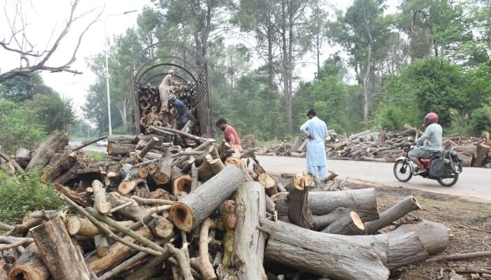 Labourers busy in cutting pollen trees from Shakarparian area to eradicate Pollen allergy from Islamabad, August 23, 2025. — Online